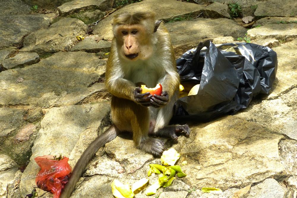 The Culprit - Fruit Thief, Lion Rock, Fortress in the Sky, Sigiriya, Sri Lanka The Culprit - Fruit Thief, Lion Rock, Fortress in the Sky, Sigiriya, Sri Lanka